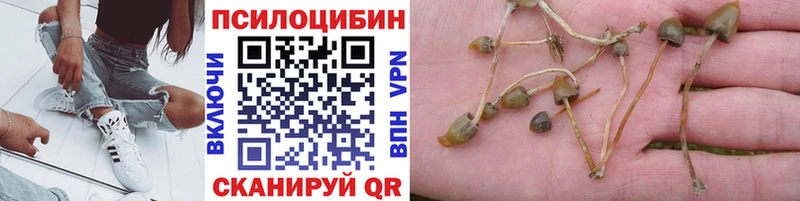 Псилоцибиновые грибы Psilocybine cubensis  Губаха 